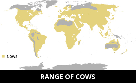 Where does a cow live?