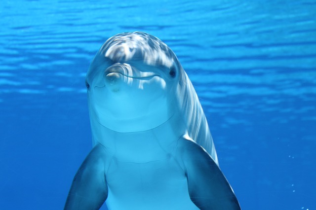 dolphin under the water