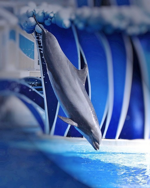 cool dolphin picture