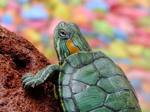 loggerhead turtle greece
