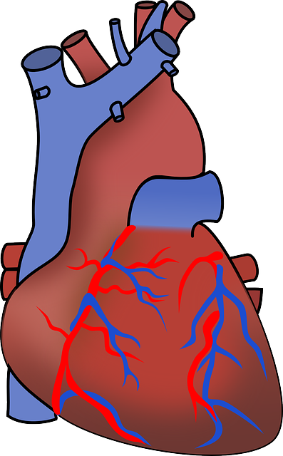 the heart veins & arteries