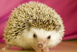 hedgehogs for kids