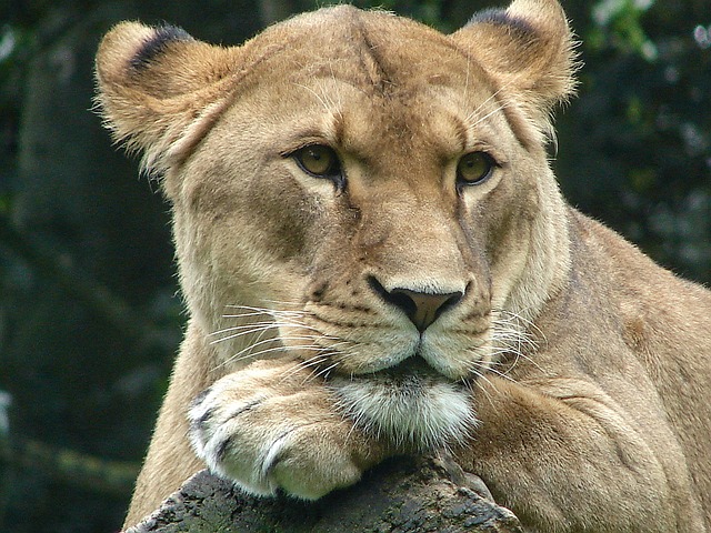 african lioness