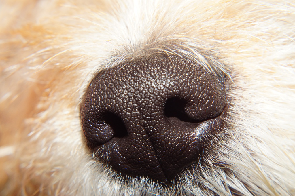 dogs.nose