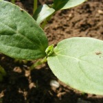 germination