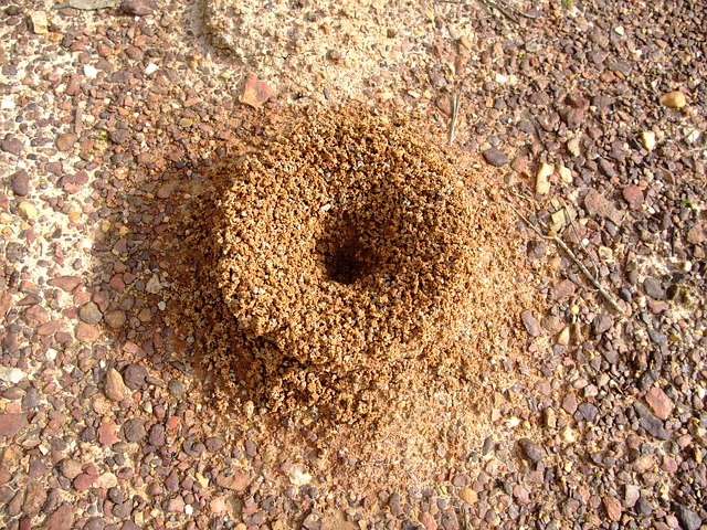 ant mound