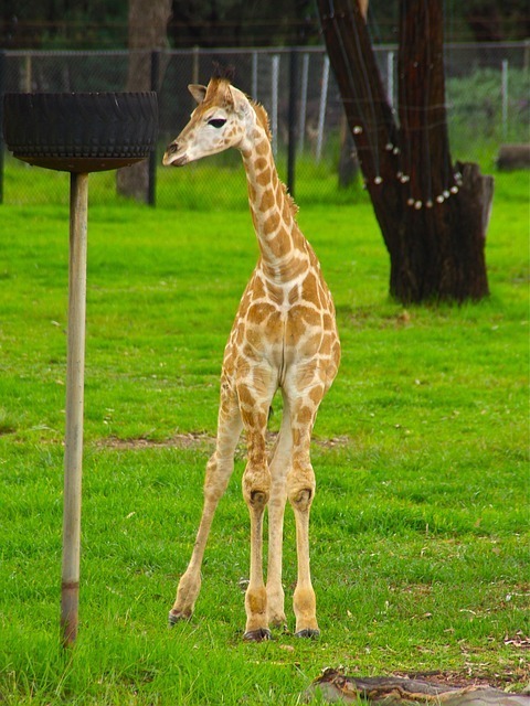 baby giraffe standing
