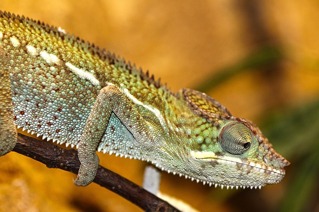 chameleon facts