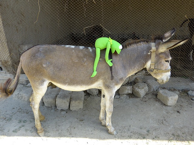 donkeys are heavy