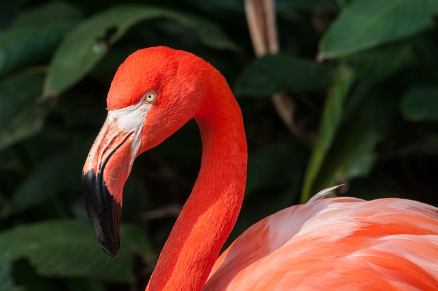flamingo curved neck