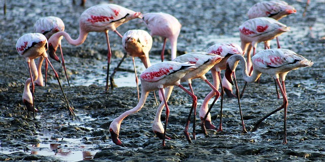 flamingos drinking