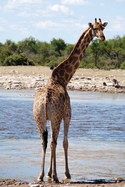 giraffes don't need much water