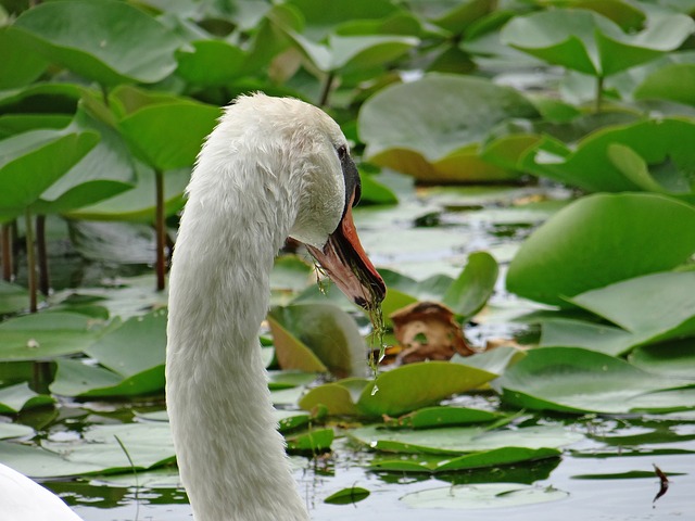 swan eating