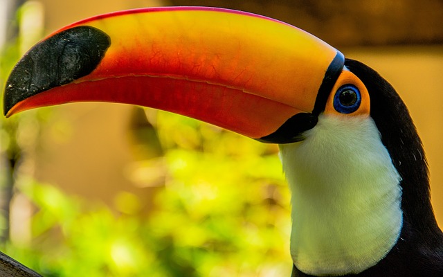 toucan's beak
