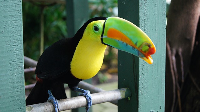 toucan facts