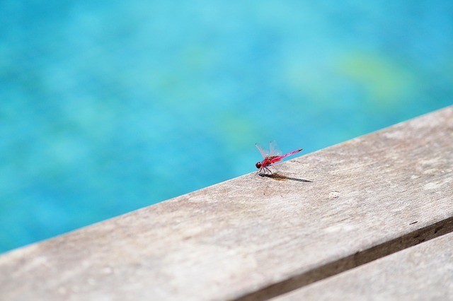 dragonfly near water