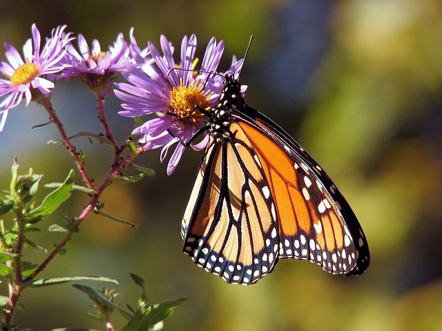 Monarch butterfly facts