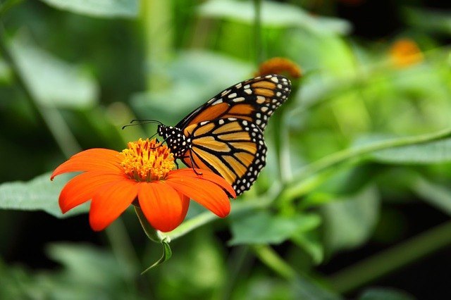 facts about butterflies