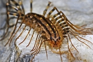 centipede facts