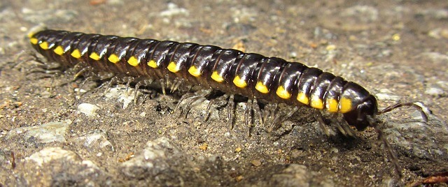 centipede legs