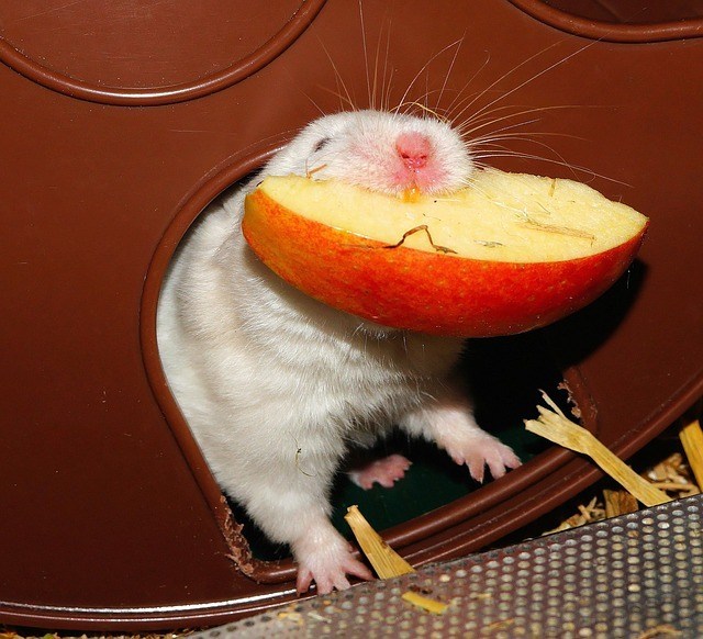 hamster eating fruit