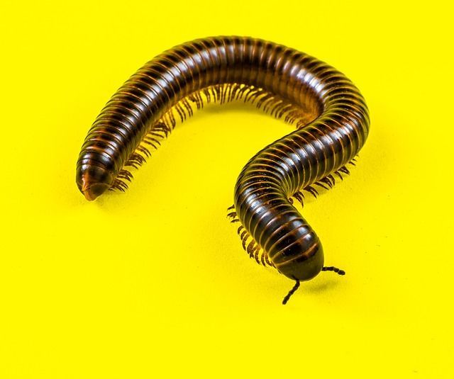 millipede facts