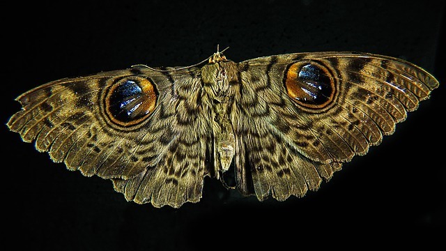 moths plainer than butterflies