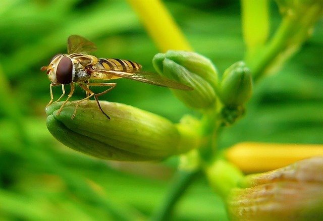 wasp protecting crops