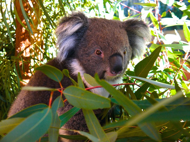 koala bears eucalyptus leaves