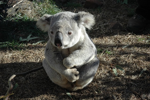 koala bears like teddy bears