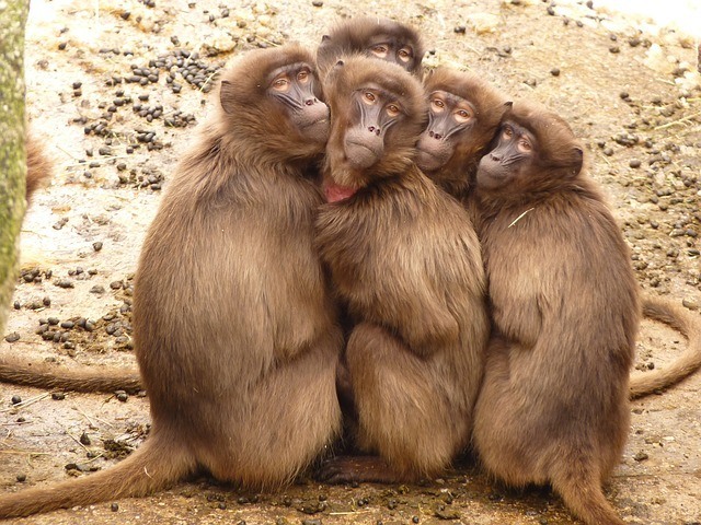monkeys in a group