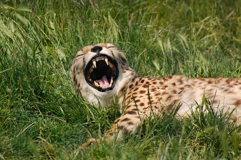 cheetahs for kids