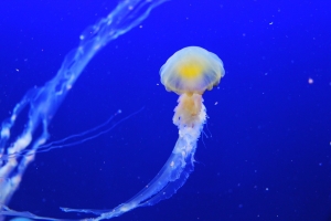 jellyfish sting