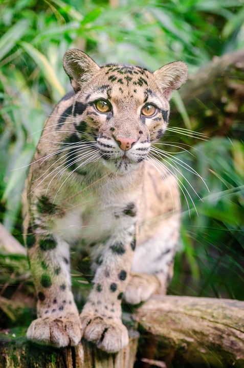 leopard cub