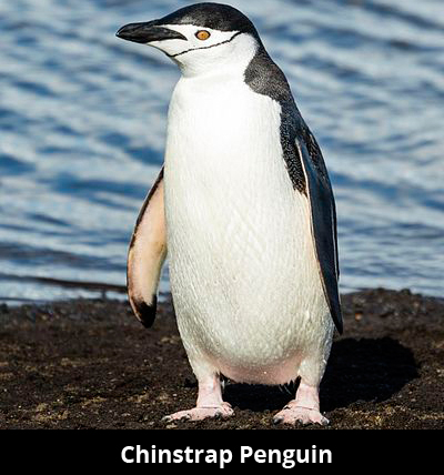 35 Interesting Penguin Facts For Kids