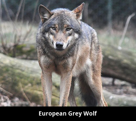 European-Grey-Wolf