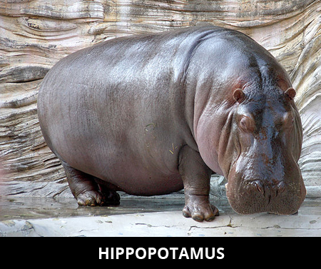 Hippo - Is it the Most Dangerous Animal in 2023 (Fun Facts)