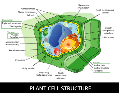 Plant-cell-structure