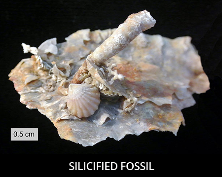 Silicified-Fossil