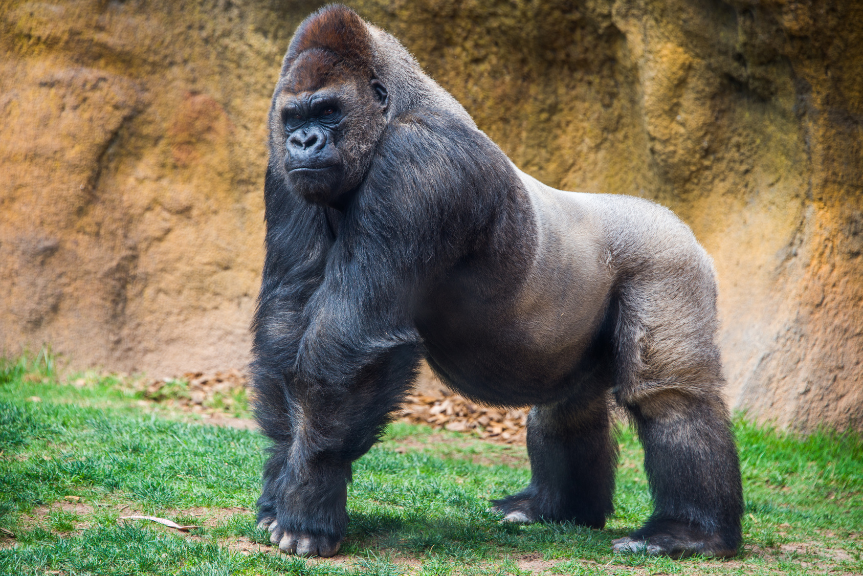 Gorillas are the Kings of the Jungle | Cool Kid Facts