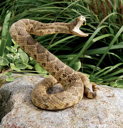 rattlesnake-attack-defend