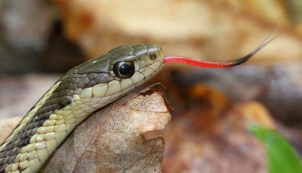 rattlesnake-venom