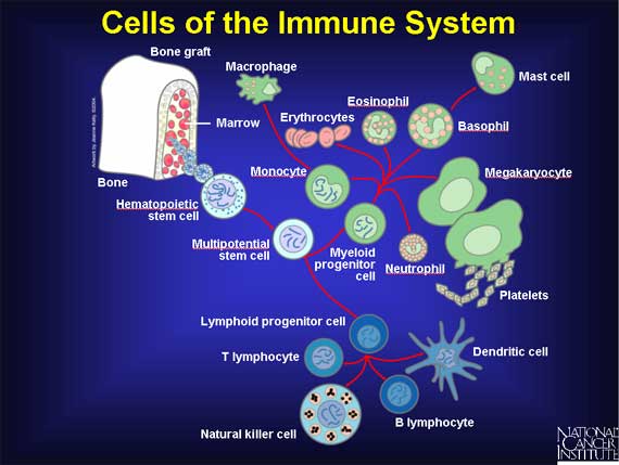 cells-immune-system