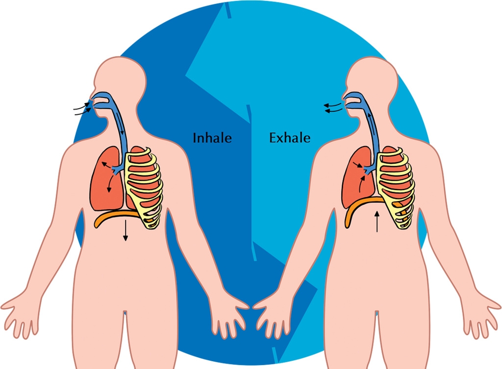 inhaling-exhaling-facts