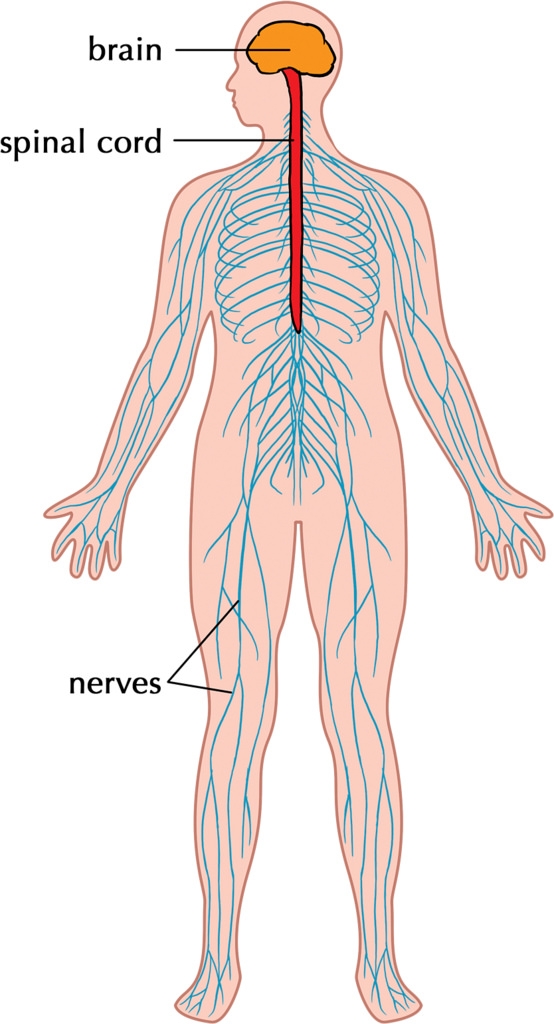 Central Nervous System Diagram
