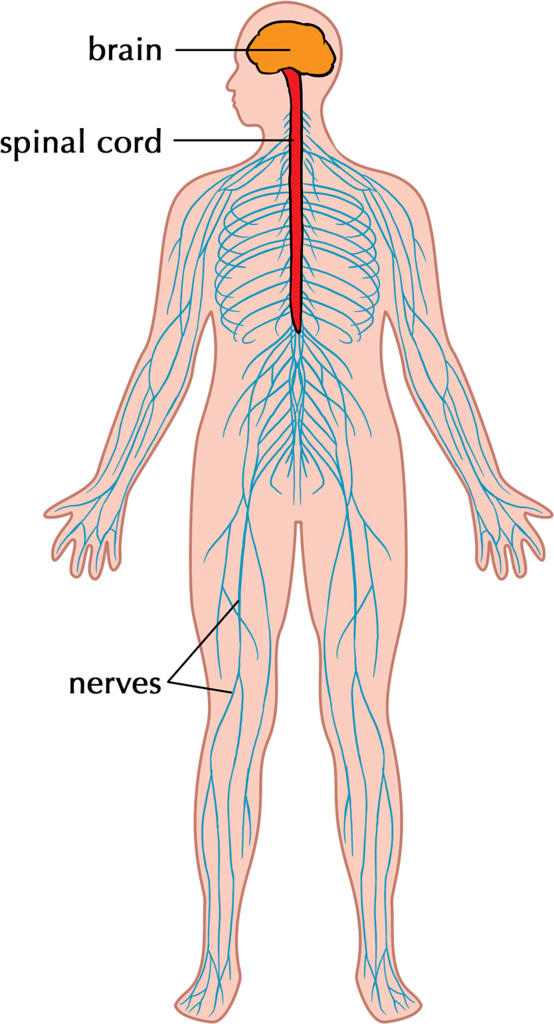 nervous-system-facts