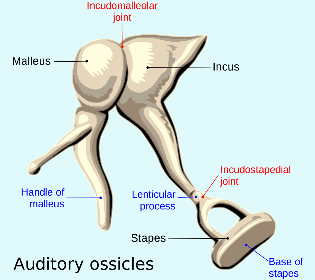 ossicles