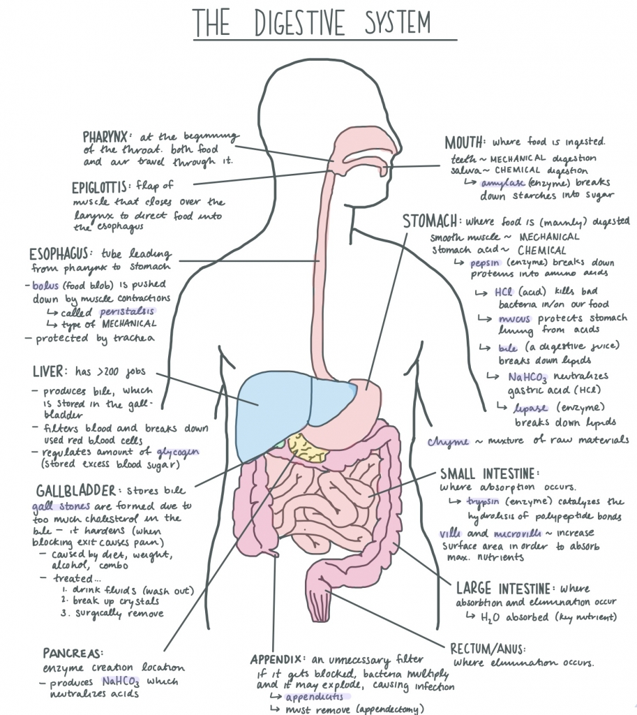 Digestive System Facts | Cool Kid Facts
