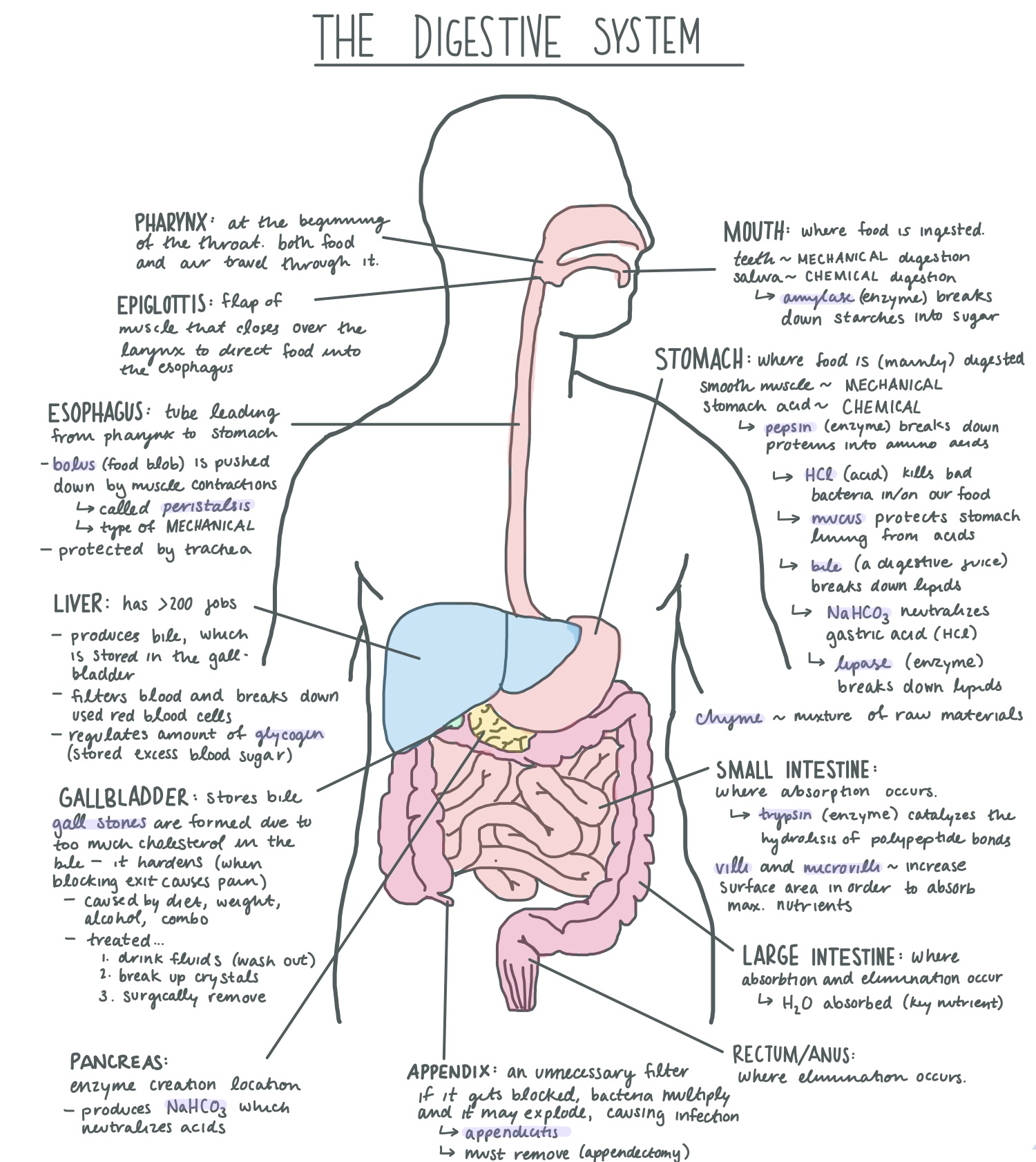 essay on digestive system of human