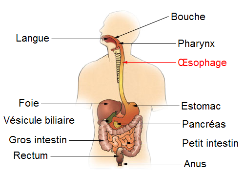 esophagus-location